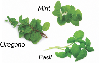 Fresh Oregano, Mint & Basil Fresh Oregano, Mint & Basil